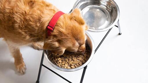 Dog will not outlet drink water from bowl